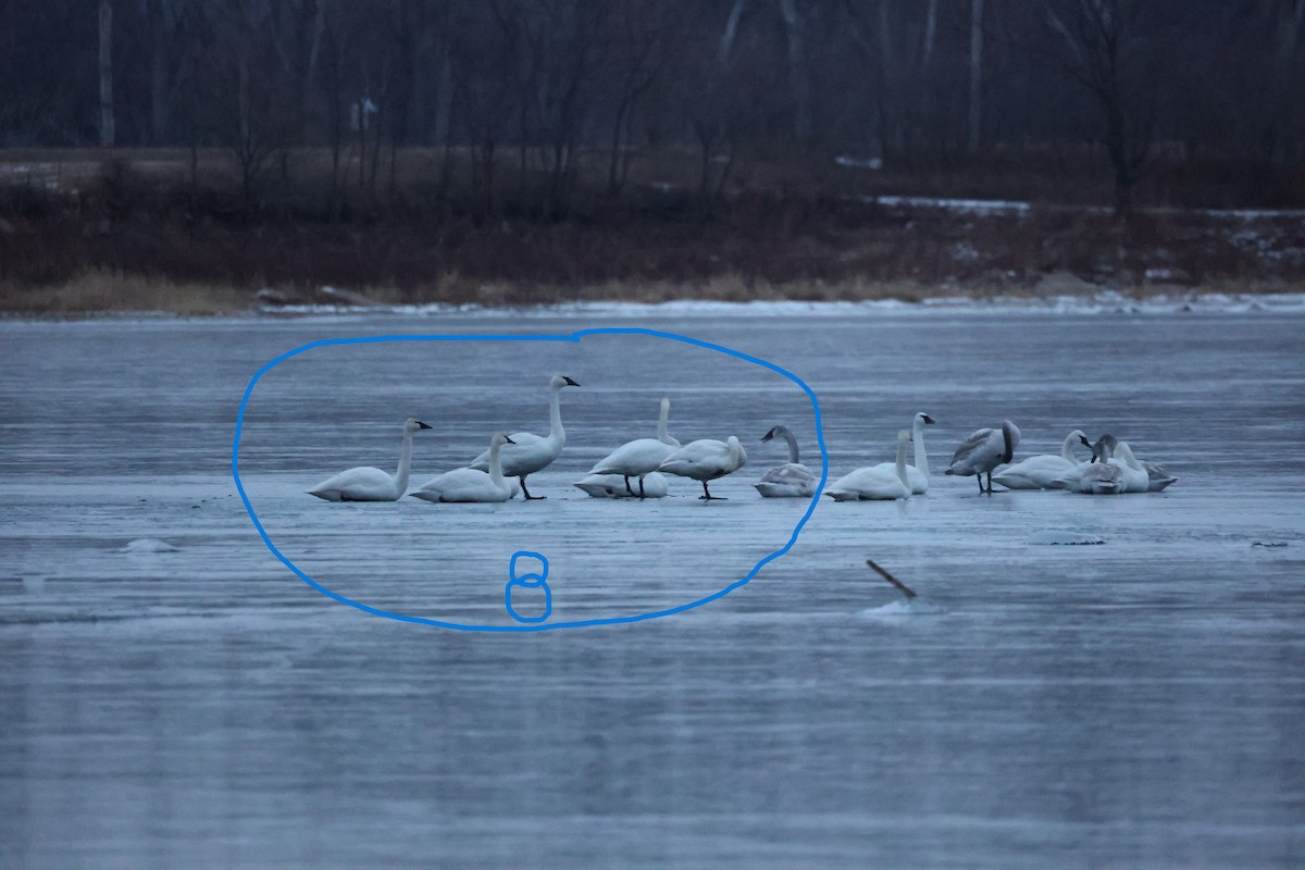 Trumpeter Swan - ML514746701