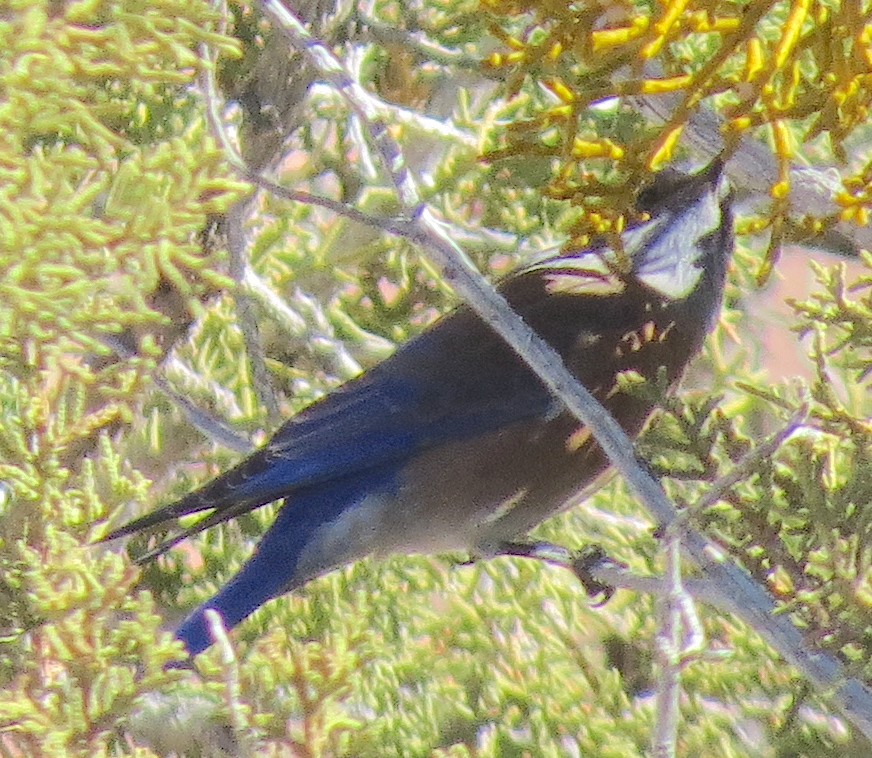 Western Bluebird - ML514747151