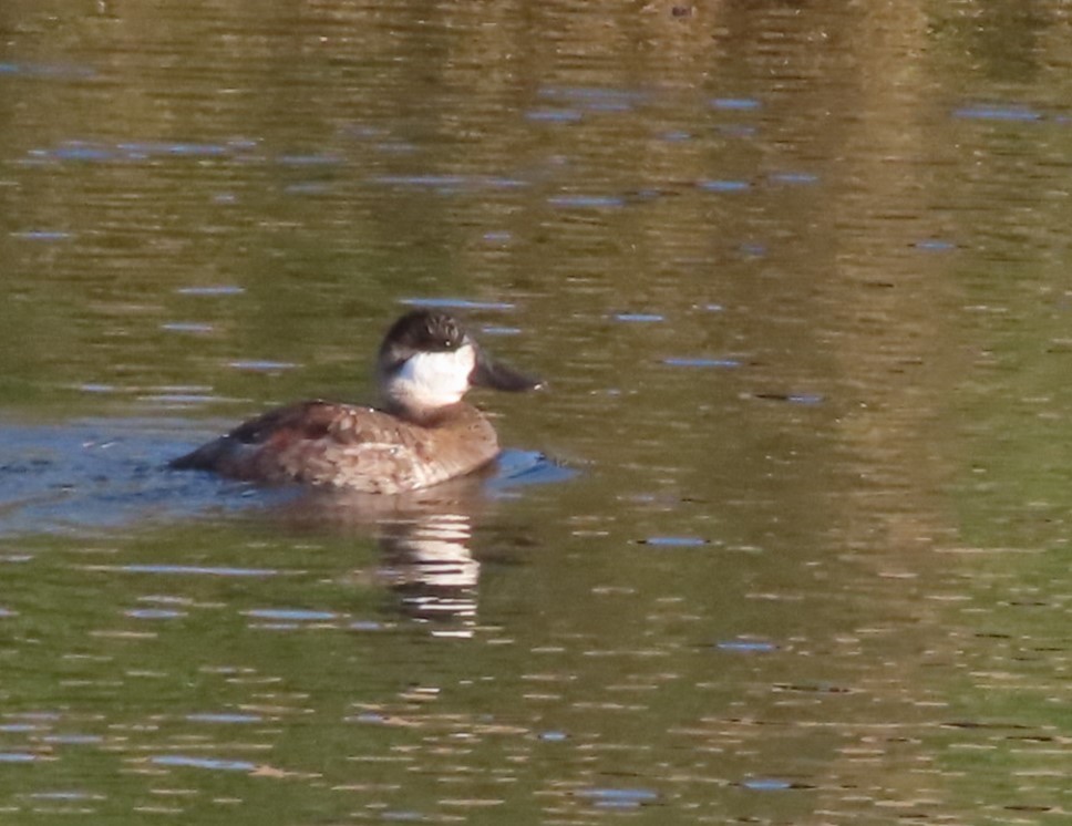 Ruddy Duck - ML514748701