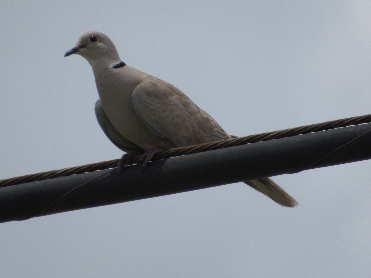 Eurasian Collared-Dove - Justin Leahy