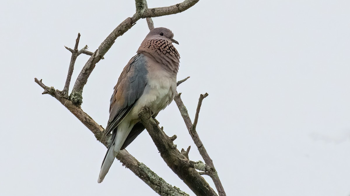 Tórtola Senegalesa - ML514749891