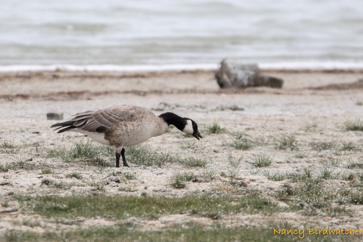 Cackling Goose - ML514751461