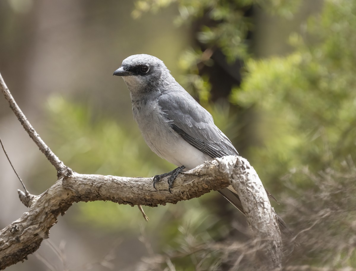 White-bellied Cuckooshrike - ML514751571