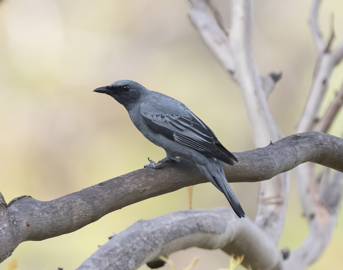 Sahul Cicadabird - ML514751691