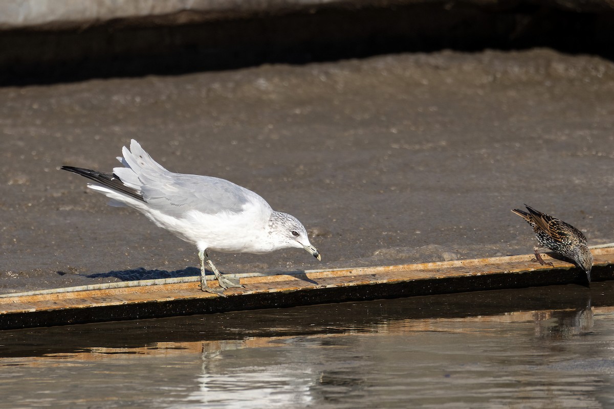 Ring-billed Gull - ML514751931