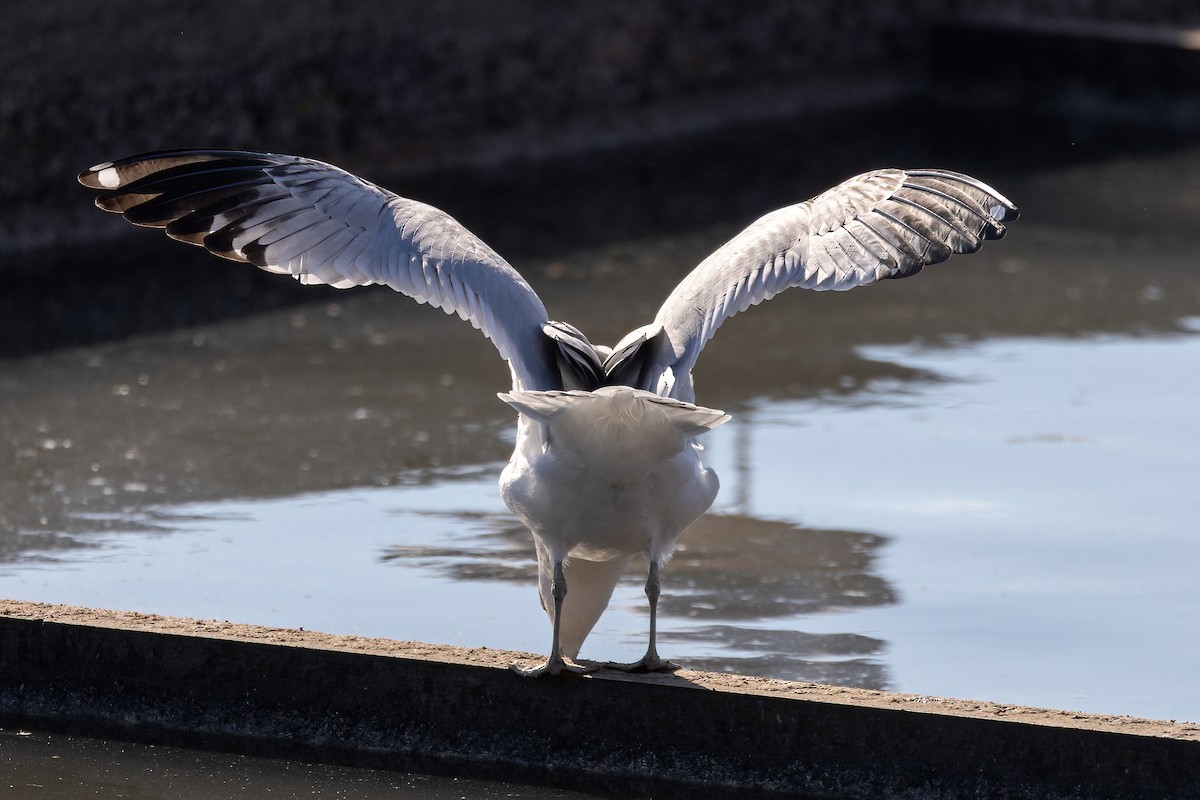 Ring-billed Gull - ML514751941