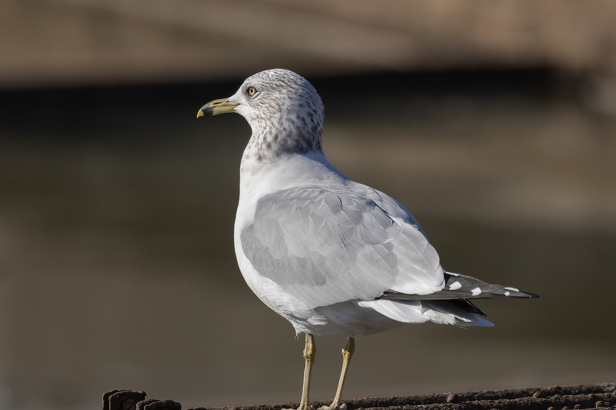 Ring-billed Gull - ML514751961