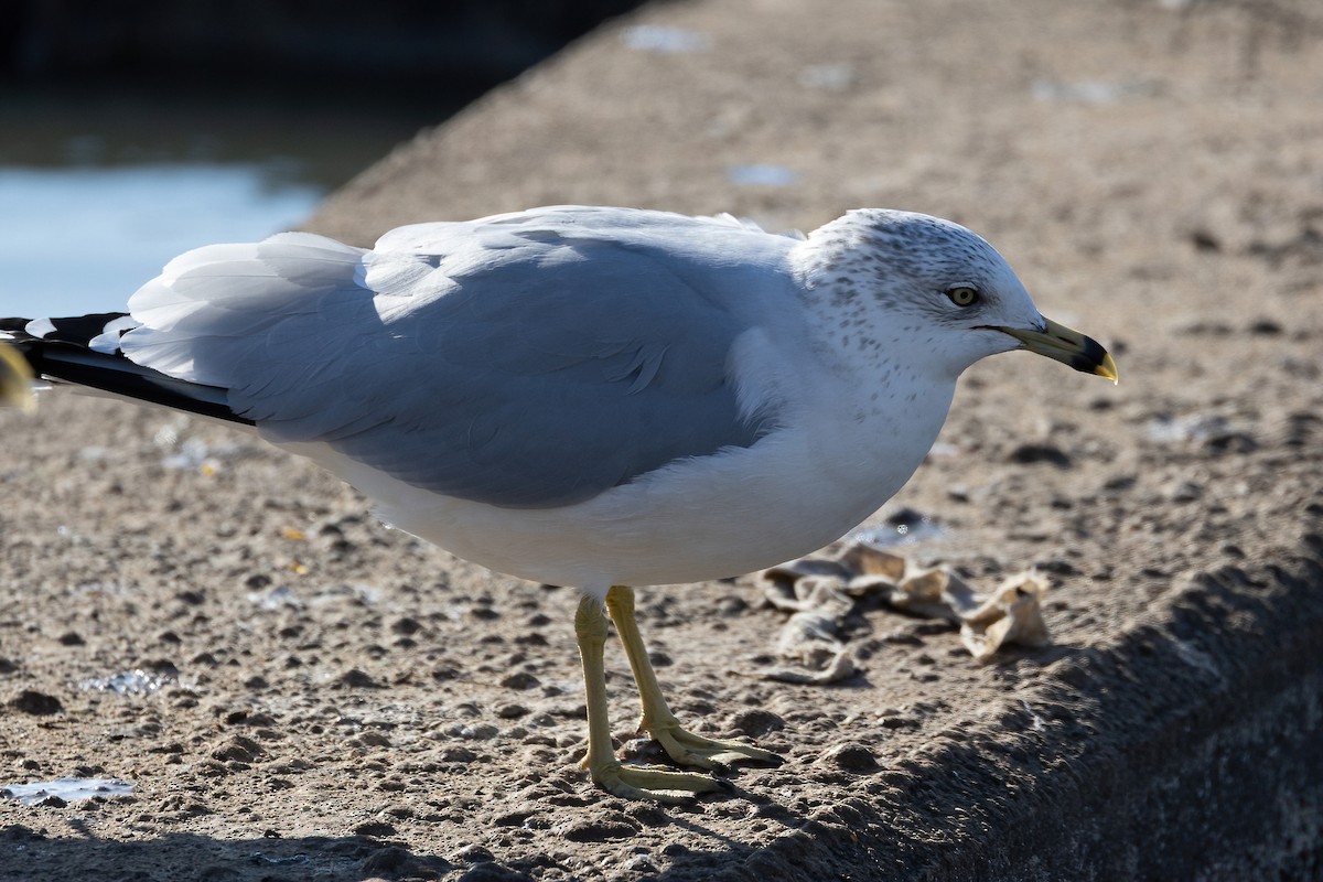 Ring-billed Gull - ML514751971