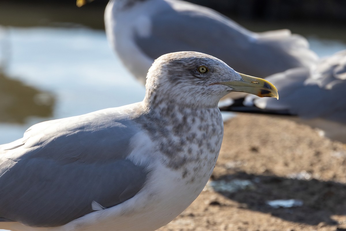 Herring Gull - ML514752011