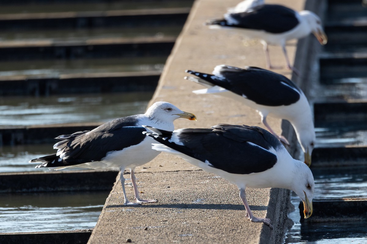 Great Black-backed Gull - ML514752131