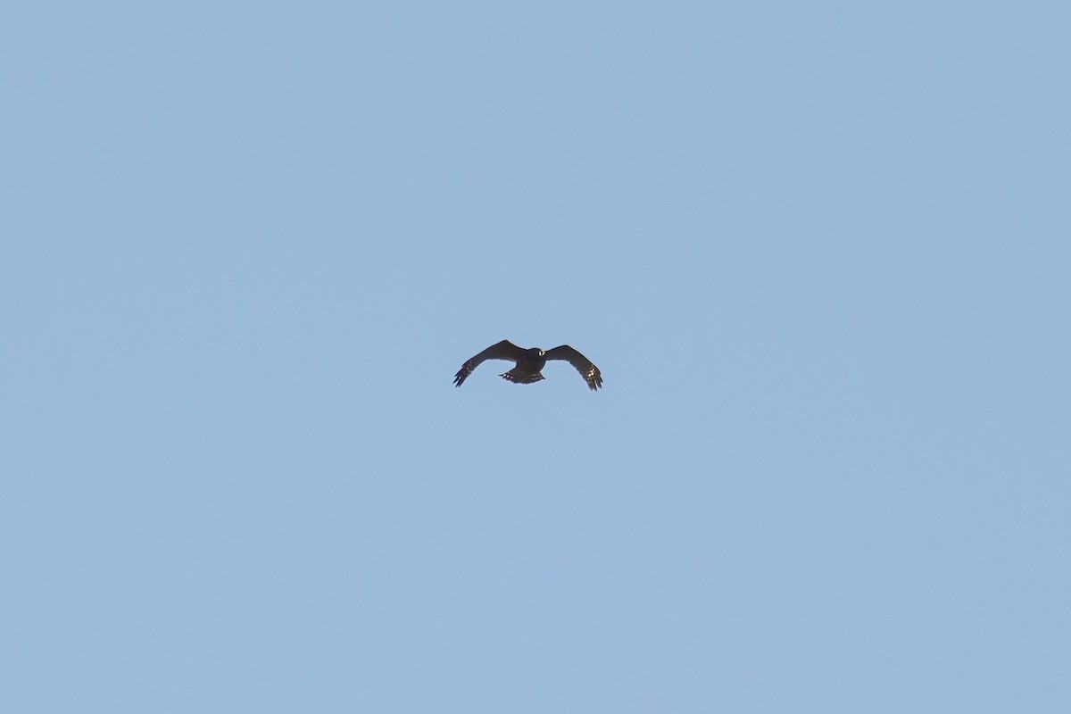 カタアカノスリ - ML514752231