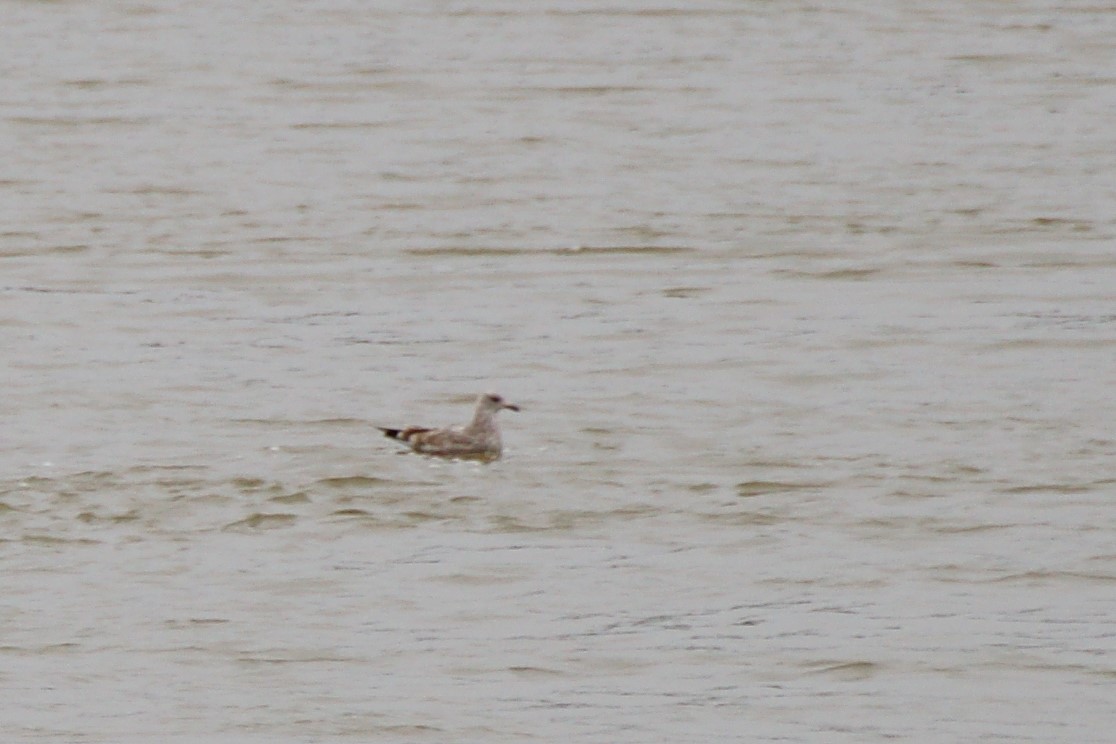 Lesser Black-backed Gull - ML514752451