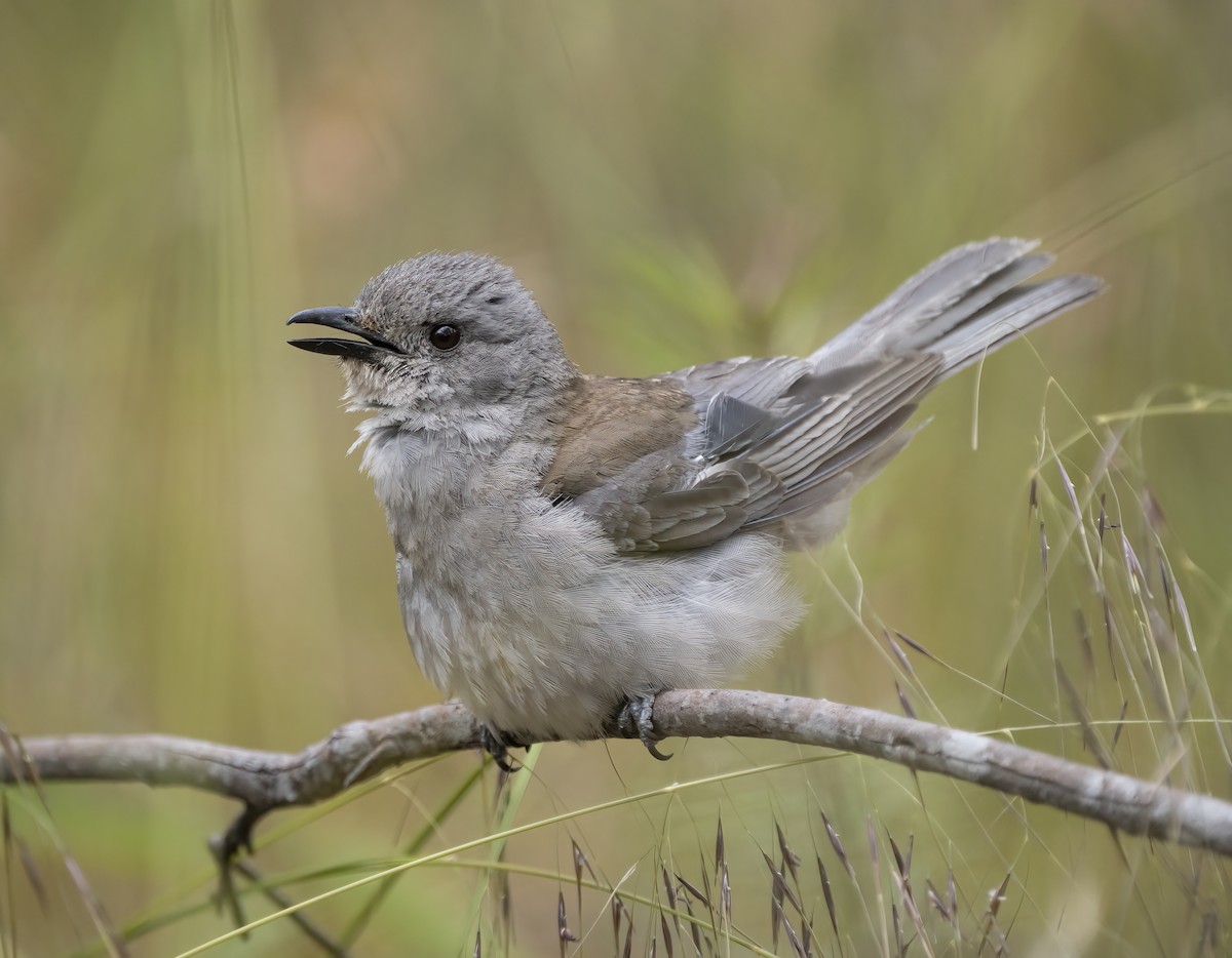 Gray Shrikethrush - ML514752601