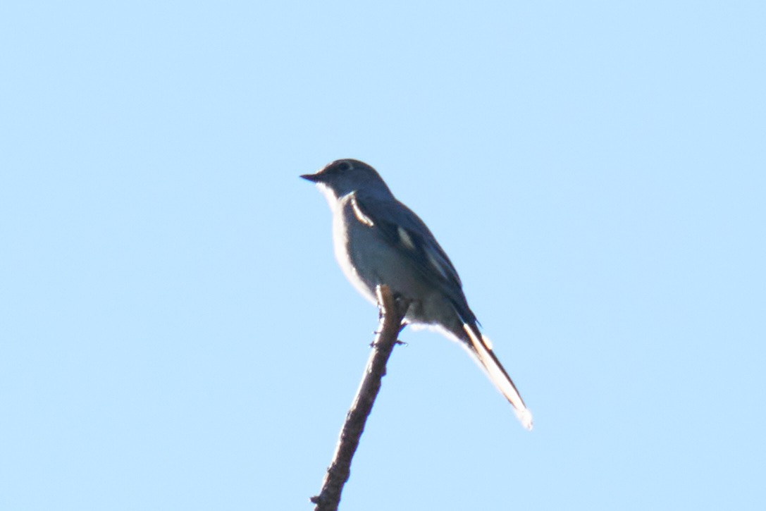 Townsend's Solitaire - Grigory Heaton