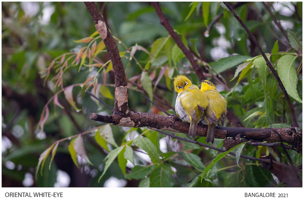 Indian White-eye - ML514753821