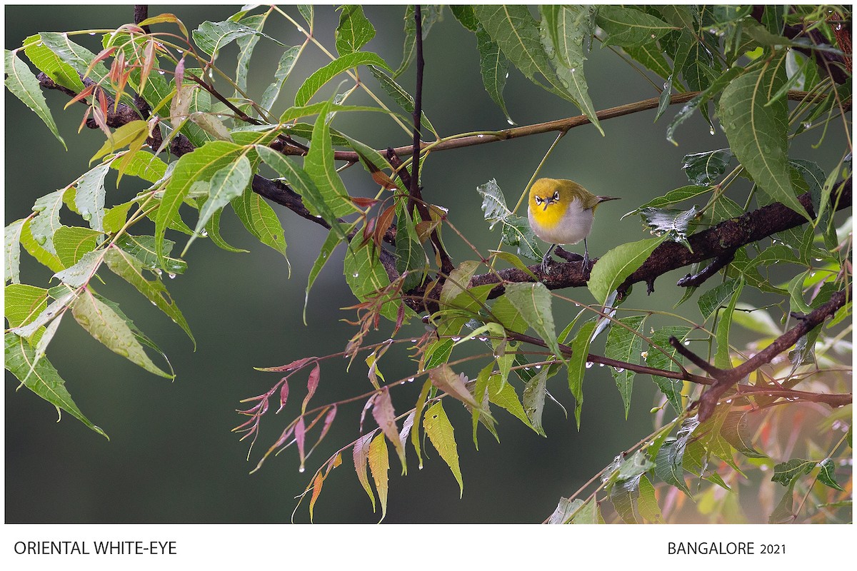 Indian White-eye - ML514753961
