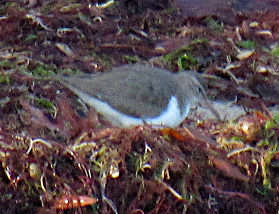 Spotted Sandpiper - Tyler Bell