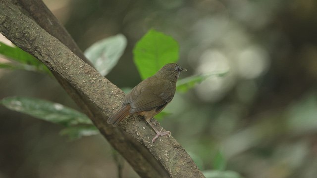 Abbott's Babbler - ML514756881