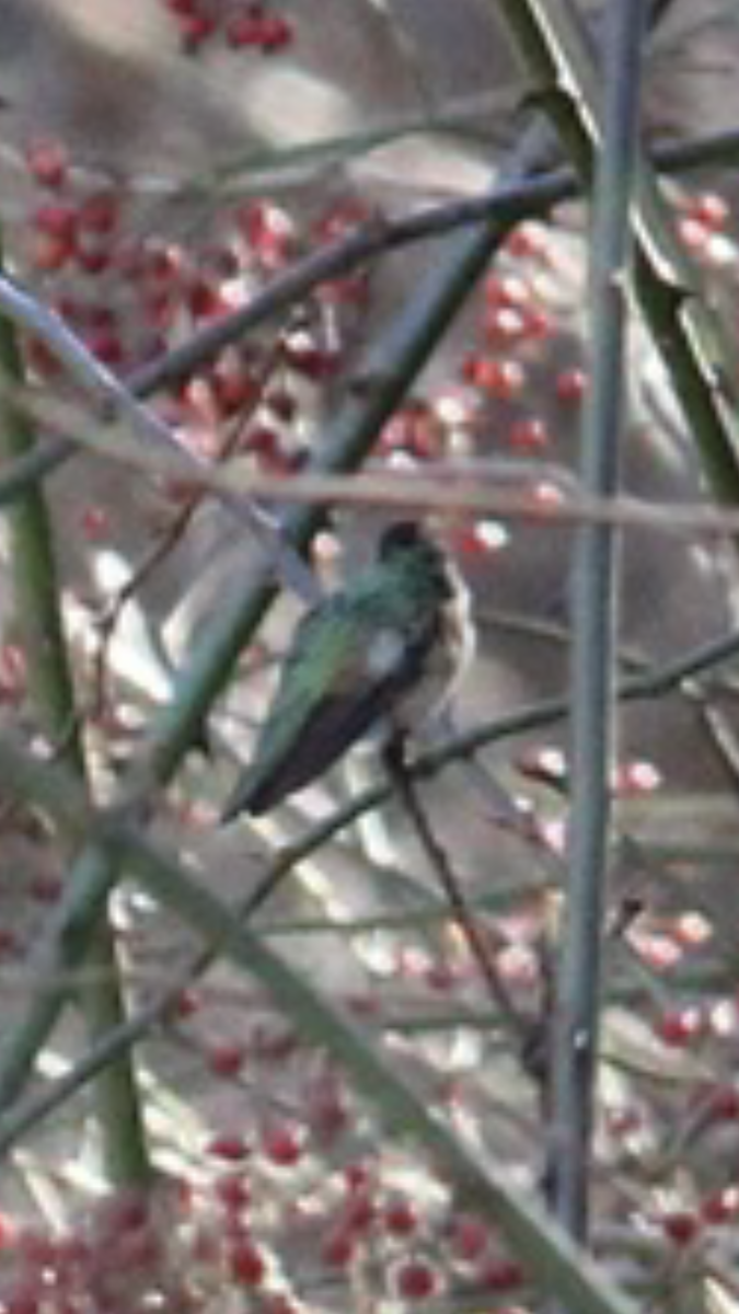 Broad-tailed Hummingbird - ML514757011