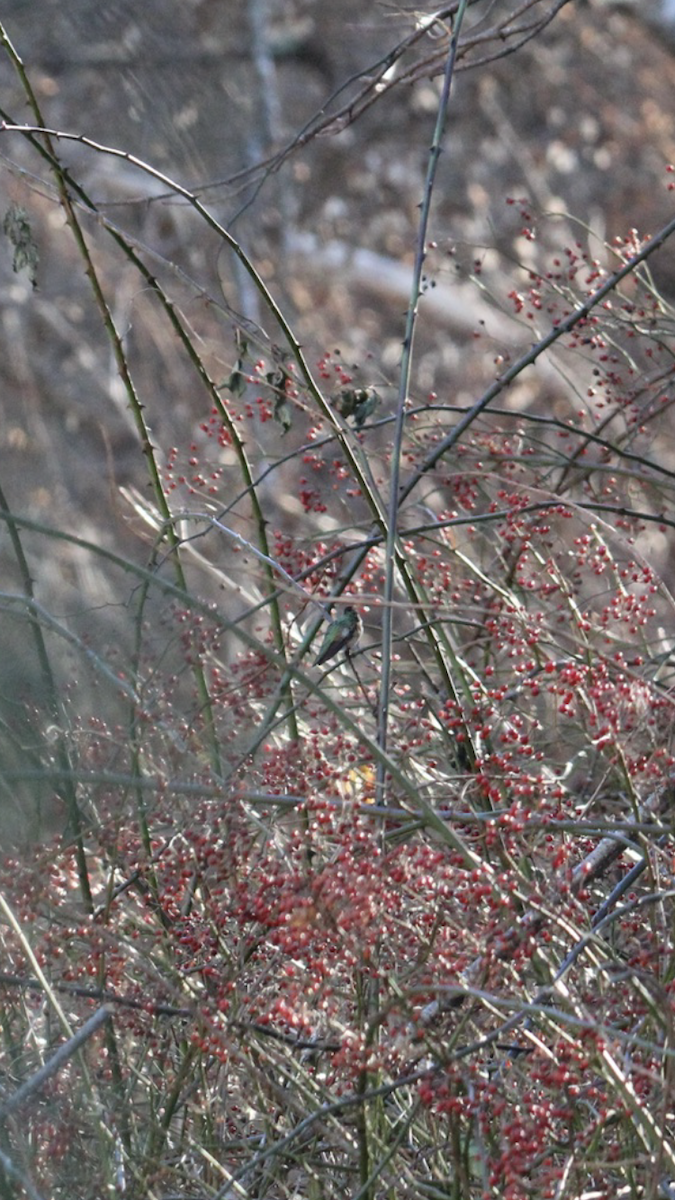 Broad-tailed Hummingbird - ML514757021
