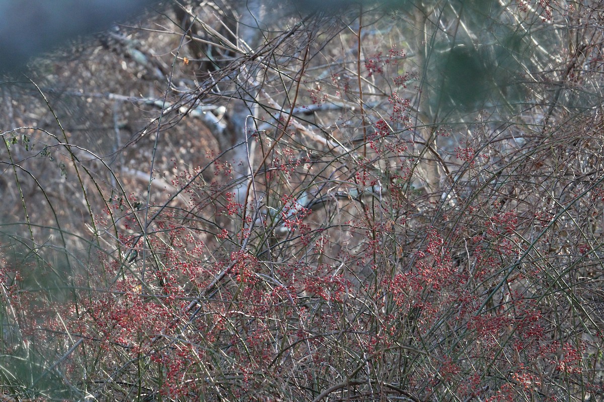 Broad-tailed Hummingbird - ML514757111