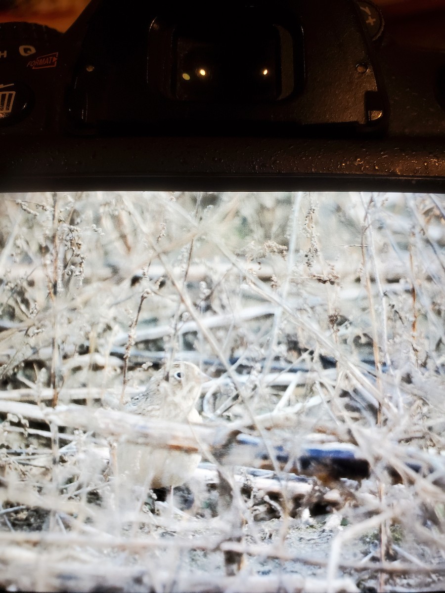 Smith's Longspur - Michael Gosselin