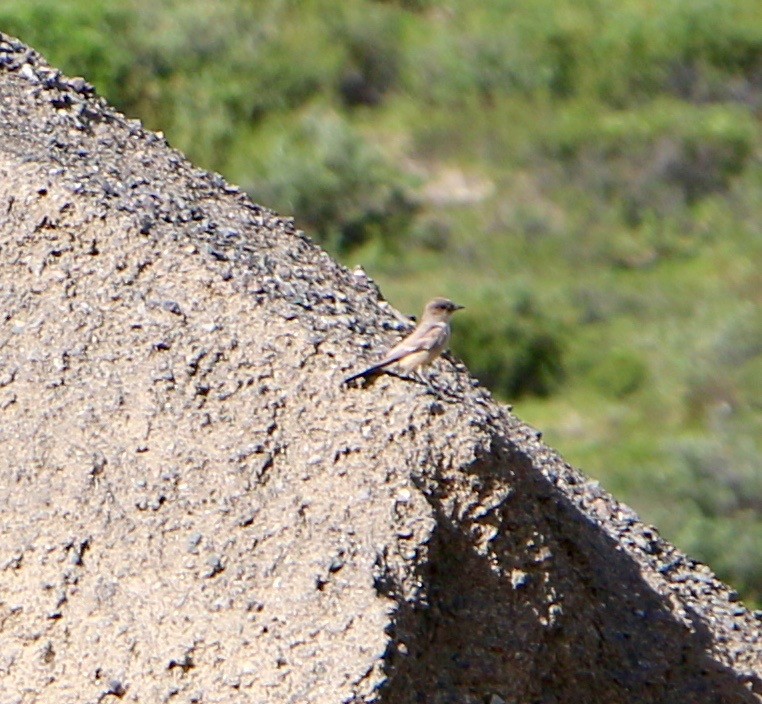 Mosquero Llanero - ML514758581