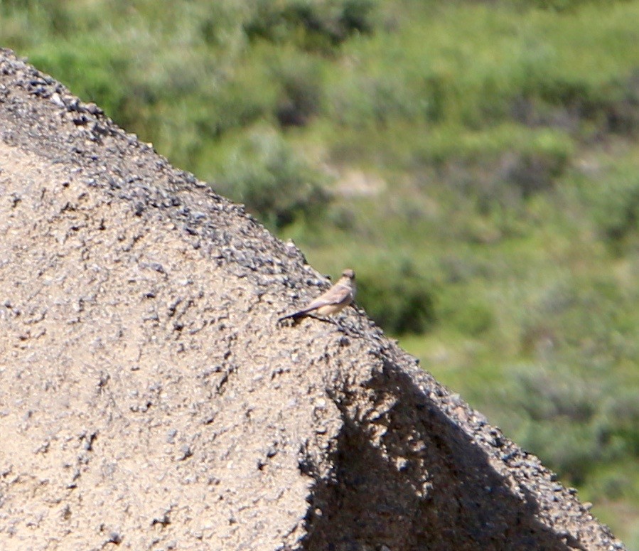 Moucherolle à ventre roux - ML514758591