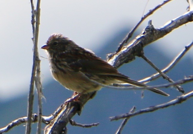 Chipping Sparrow - ML514758641