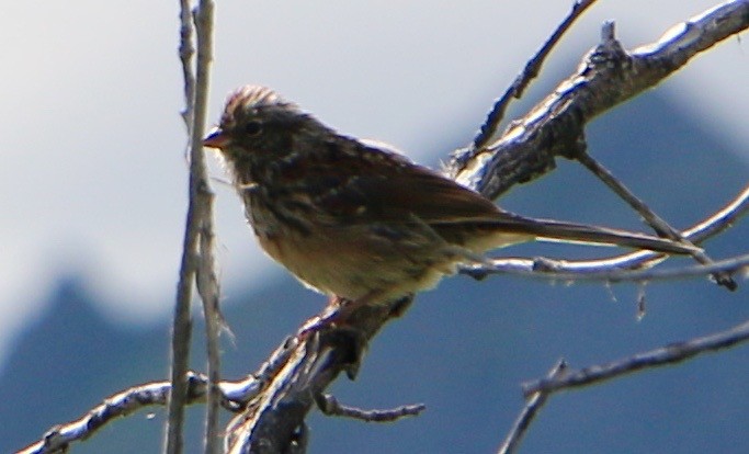 Chipping Sparrow - ML514758651