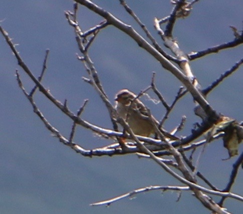 Bruant à couronne blanche - ML514758751