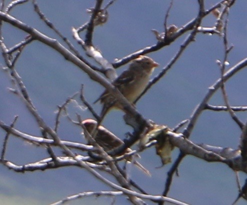 Bruant à couronne blanche - ML514758761