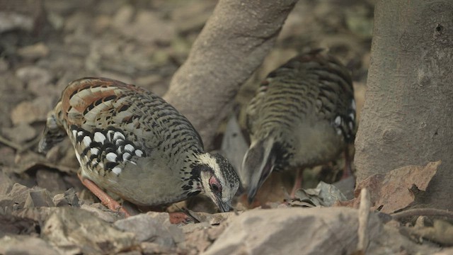 Bar-backed Partridge - ML514759281