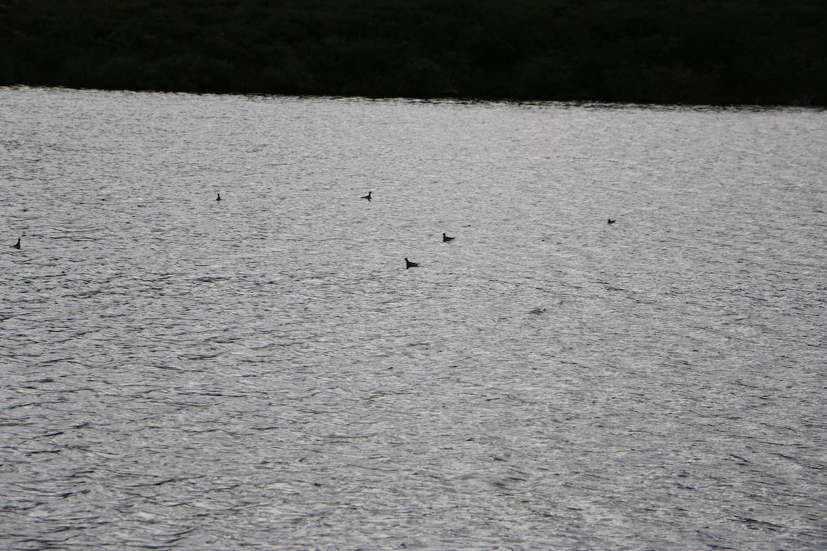 紅領瓣足鷸 - ML514759381