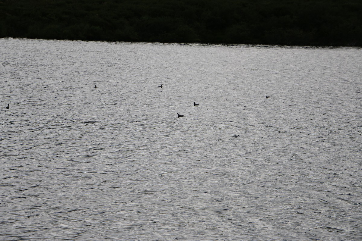 Red-necked Phalarope - ML514759381