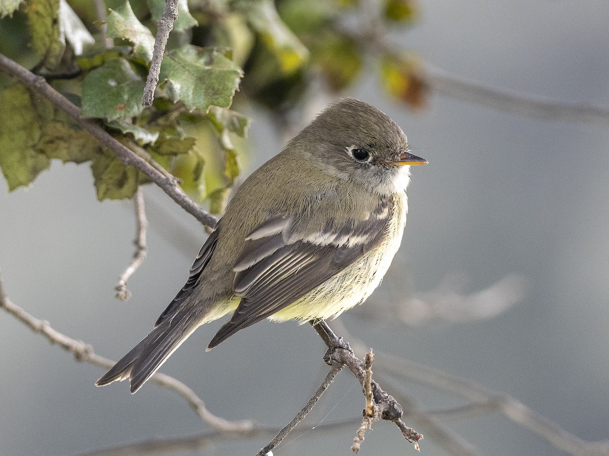 Hammond's Flycatcher - ML514759431