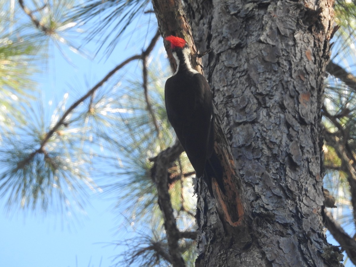 Pileated Woodpecker - ML514759541