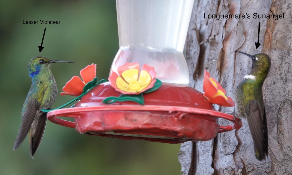 kolibřík modrouchý - ML514759711