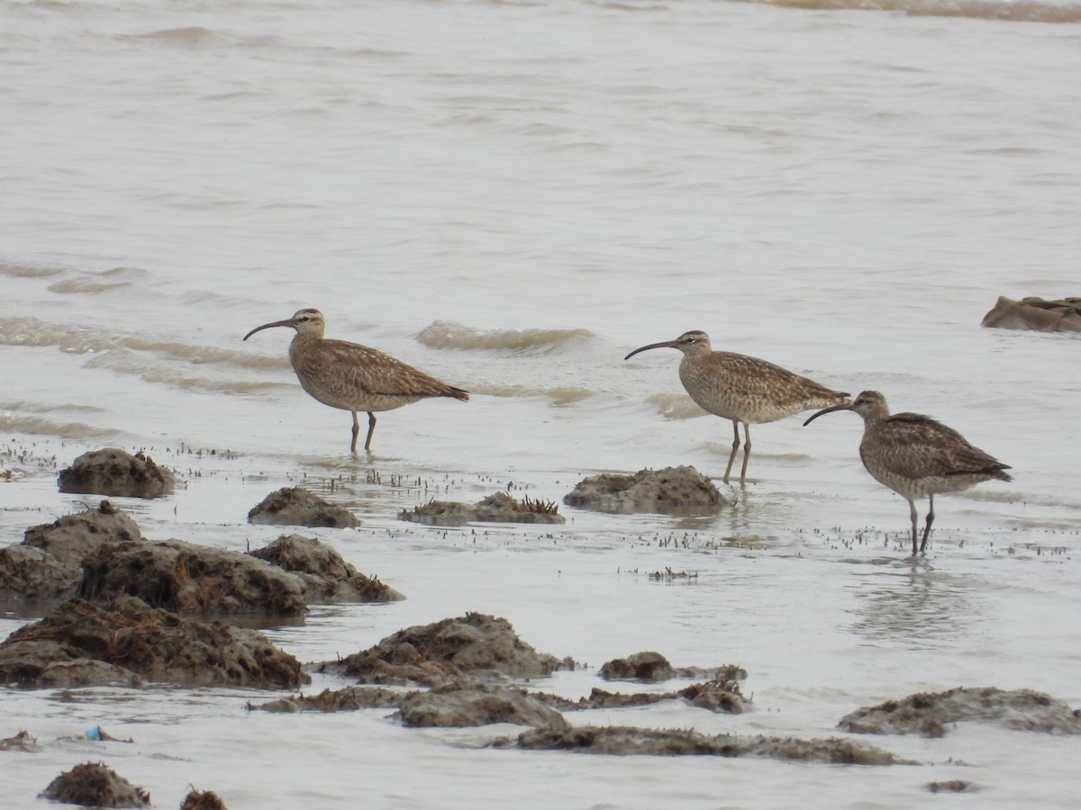 Whimbrel - Roy Wang