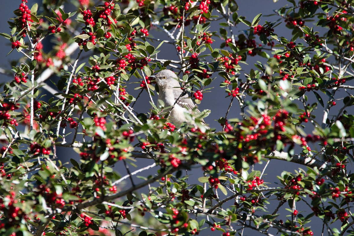 Northern Mockingbird - ML514761271