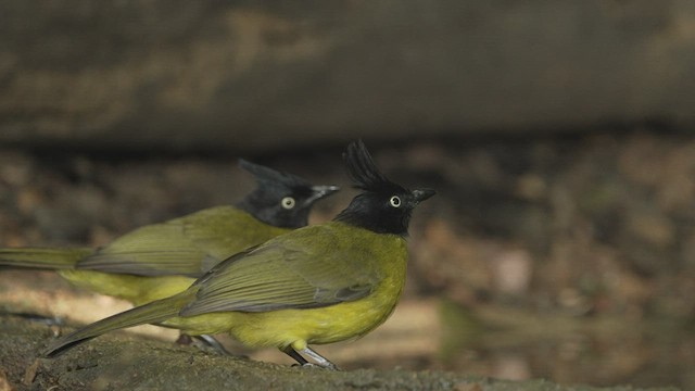 Bulbul à huppe noire - ML514761291