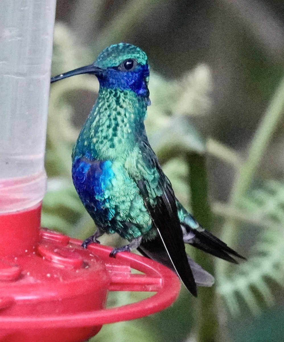 kolibřík modrolící - ML514762201