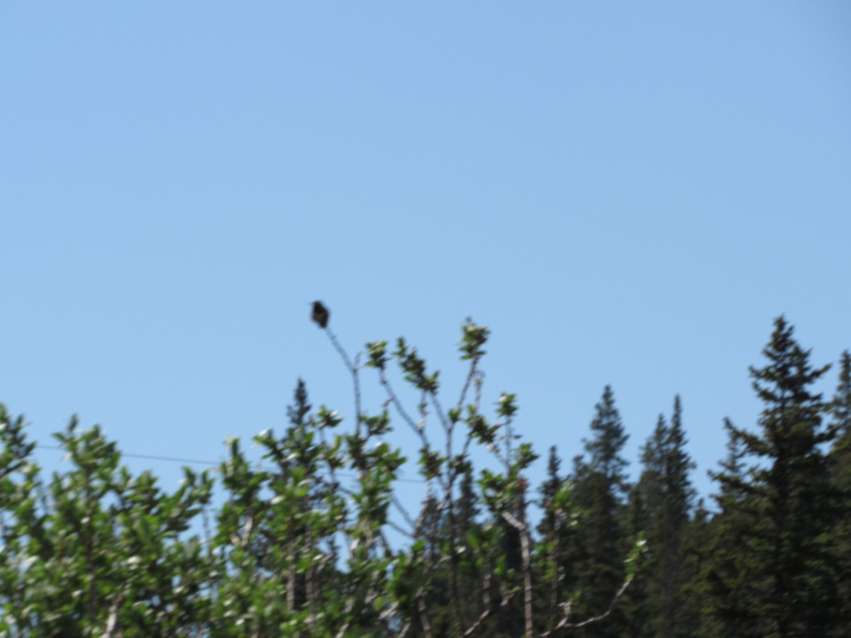 Broad-tailed Hummingbird - ML514762541
