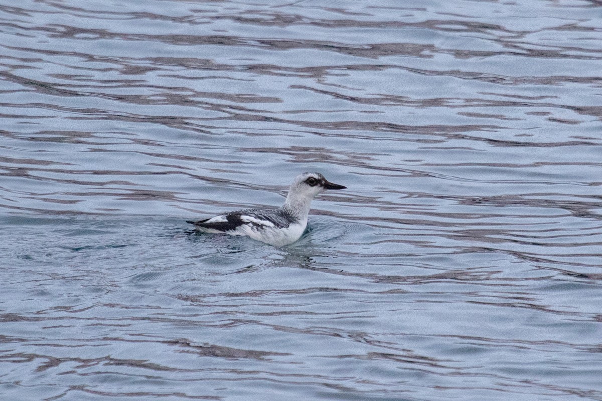 Pigeon Guillemot - ML514763091