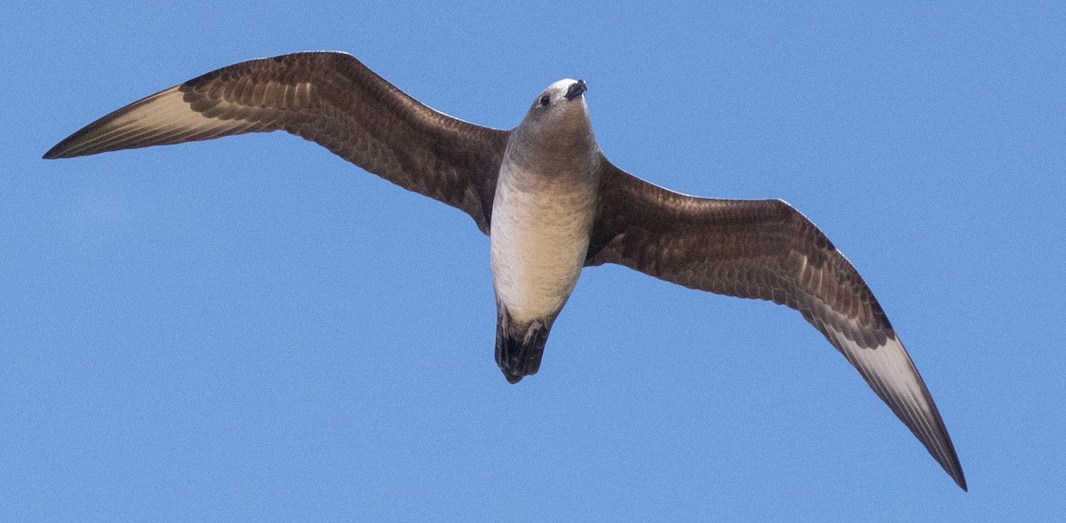 Kermadec Petrel - ML514763781