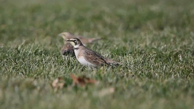 Horned Lark - ML514764491