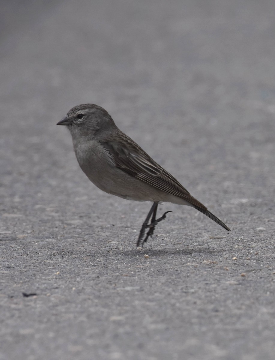 Ash-breasted Sierra Finch - ML51476461