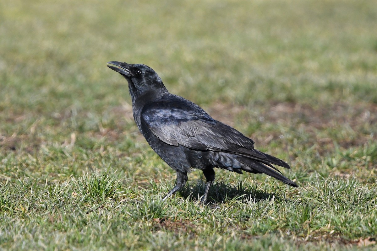 American Crow - Dan O'Brien