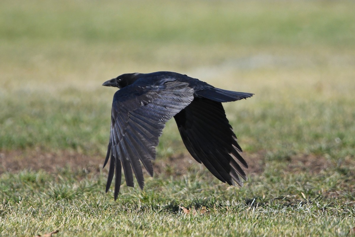 American Crow - ML514765401