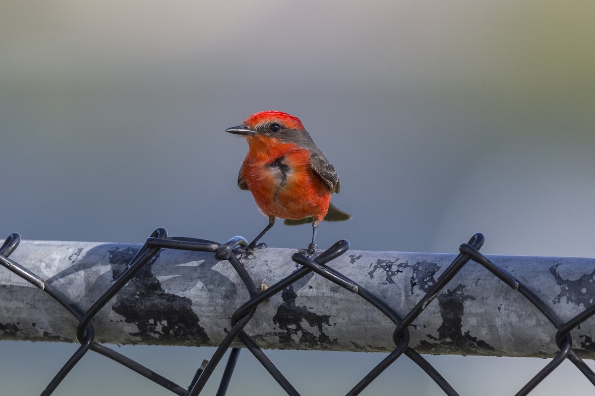 Vermilion Flycatcher - ML514765441